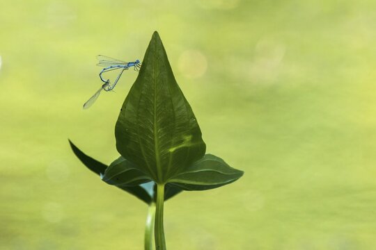 Mating wheel of the blue damselfly (Platycnemis pennipes), male and female, on leaf of arrowhead (Sigittaria sigittifolia), Hesse, Germany