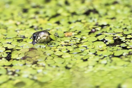 Grass snake (Natrix natrix), head looking out of the water, animal portrait, Hesse, Germany