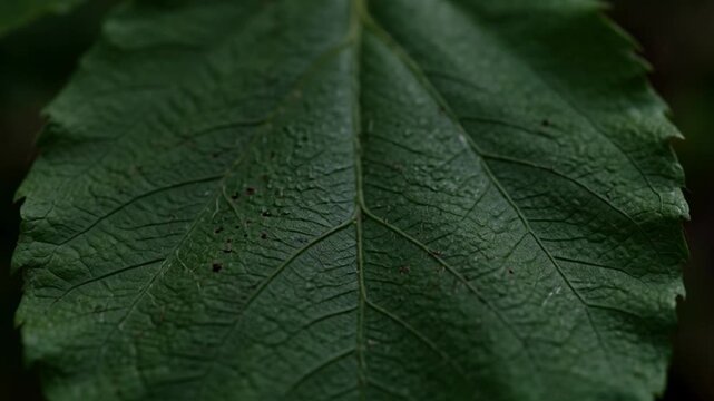 Close up of vibrant green leaf showing texture and veins