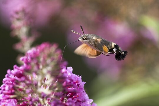 Hummingbird hawk-moth ( Macroglossum stellatarum) flying, collecting nectar of butterfly bushes, Hesse, Germany