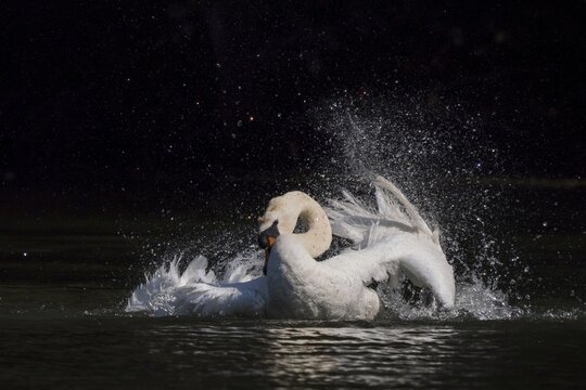 Bathing Mute Swan (Cygnus olor), Northern Hesse, Hesse, Germany