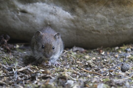 Bank vole (Myodes glareolus), Emsland, Lower Saxony, Germany
