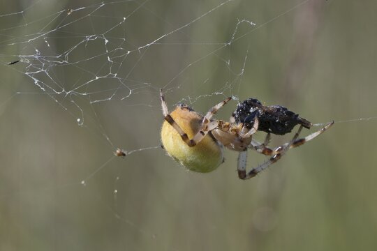 Four-spot orb weaver (Araneus quadratus), Emsland, Lower Saxony, Germany