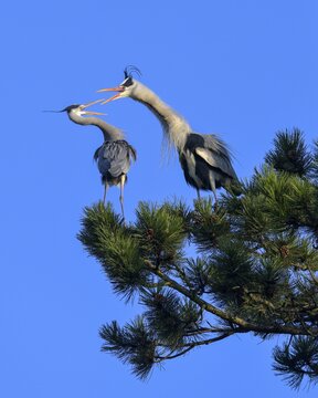Grey heron (Ardea cinerea), two squabbling herons in a pine tree, blue sky, biosphere area, Swabian Alb, Baden-W&uuml;rttemberg, Germany
