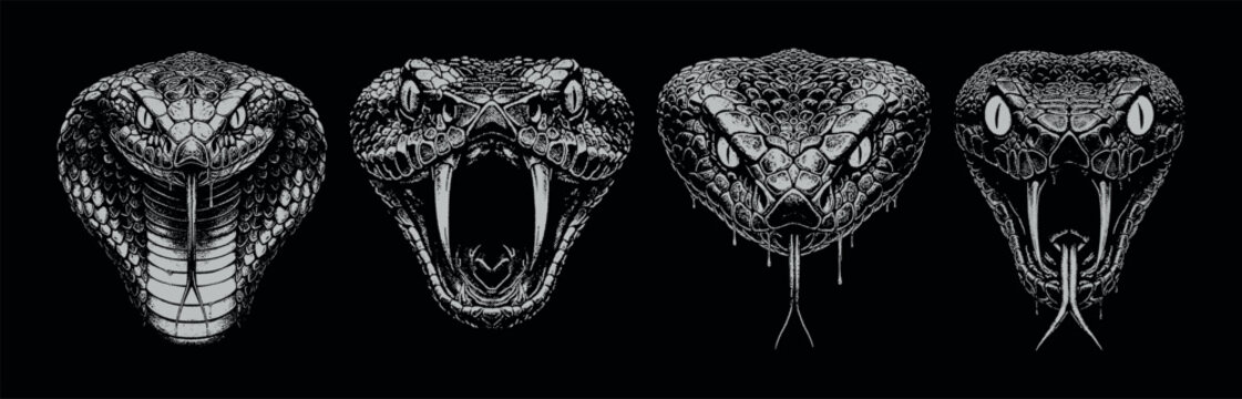 Vector collection pack four detailed monochrome snake heads showing fangs and flicking tongues illustrated on a black background.