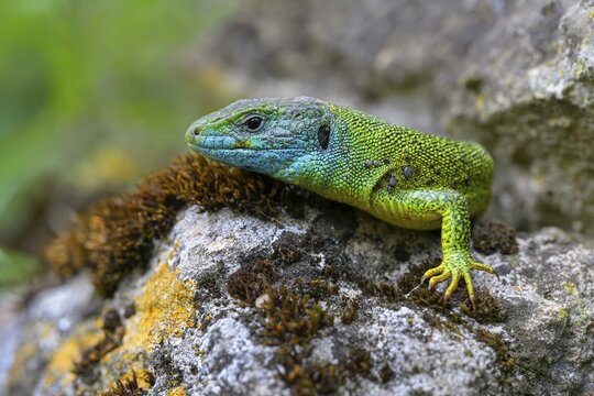 Western green lizard (Lacerta bilineata), sunbathing on a dry stone wall, tick infestation, T&uuml;bingen, Baden-W&uuml;rttemberg, Germany