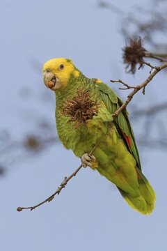 Yellow-headed Amazon (Amazona oratrix belizensis), feeding, tree hazel, Stuttgart, Baden-W&uuml;rttemberg, Germany