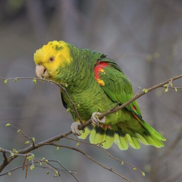 Yellow-headed Amazon (Amazona oratrix belizensis), feeding, Stuttgart, Baden-W&uuml;rttemberg, Germany