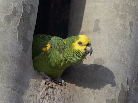 Yellow-headed Amazon (Amazona oratrix belizensis), looking out of breeding cavity in a plane tree, Stuttgart, Baden-W&uuml;rttemberg, Germany