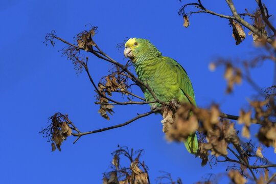 Yellow-headed Amazon (Amazona oratrix belizensis), feeding against a blue sky, Stuttgart, Baden-W&uuml;rttemberg, Germany