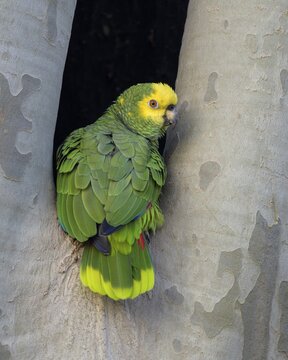 Yellow-headed Amazon (Amazona oratrix belizensis), inspecting breeding cavity in a plane tree, Stuttgart, Baden-W&uuml;rttemberg, Germany