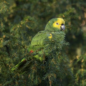 Yellow-headed Amazon (Amazona oratrix belizensis), on english yew (Taxus baccata), Stuttgart, Baden-W&uuml;rttemberg, Germany