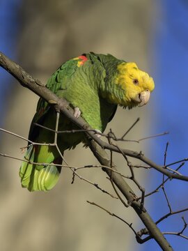 Yellow-headed Amazon (Amazona oratrix belizensis), sitting on branch in front of plane tree, Stuttgart, Baden-W&uuml;rttemberg, Germany