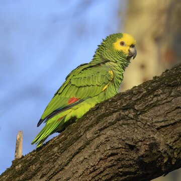 Yellow-headed Amazon (Amazona oratrix belizensis), sitting on branch, blue sky, Stuttgart, Baden-W&uuml;rttemberg, Germany