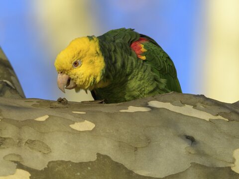 Yellow-headed Amazon (Amazona oratrix belizensis), foraging on plane tree, Blue sky, Stuttgart, Baden-W&uuml;rttemberg, Germany