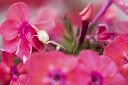 Goldenrod crab spider (Misumena vatia) in lurking position on flower of phlox, Hesse, Germany