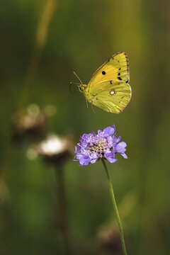 Postillon, also dark clouded yellow (Colias croceus), Large Postilion, Yellow Postilion, Wandering Yellow or Orange-red Clover Butterfly, Syn. : C. edusa, in flight on widow's-flower, Hesse, Germany