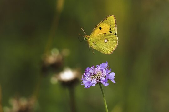 Postillon, also dark clouded yellow (Colias croceus), Large Postilion, Yellow Postilion, Wandering Yellow or Orange-red Clover Butterfly, Syn. : C. edusa, in flight on widow's-flower, Hesse, Germany