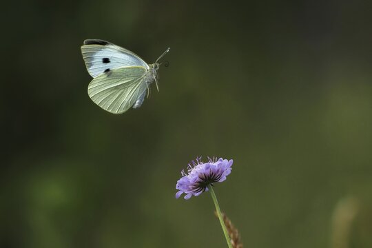Cabbage butterfly (Pieris brassicae) approaching widow's-eye, Hesse, Germany
