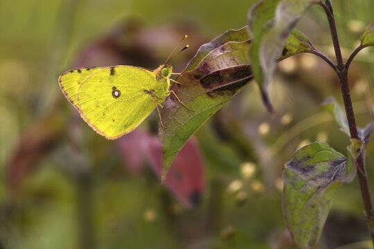 Pale clouded yellow (Colias hyale) resting on leaf, Hesse, Germany