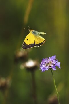 Postillon, also dark clouded yellow (Colias croceus), Large Postilion, Yellow Postilion, Wandering Yellow or Orange-red Clover Butterfly, Syn. : C. edusa, in departure from Widow's-flower, Hesse, Germany