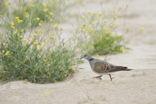Turtle dove (Streptopelia turtur), Rhineland-Palatinate, Germany