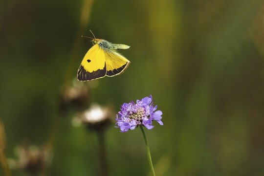 Postillon, also dark clouded yellow (Colias croceus), Large Postilion, Yellow Postilion, Wandering Yellow or Orange-red Clover Butterfly, Syn. : C. edusa, in departure from Widow's-flower, Hesse, Germany