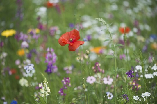 Flower meadow with poppy flowers (Papaver rhoeas), Emsland, Lower Saxony, Germany