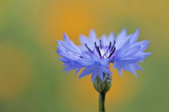 Cornflower (Centaurea cyanus), Emsland, Lower Saxony, Germany