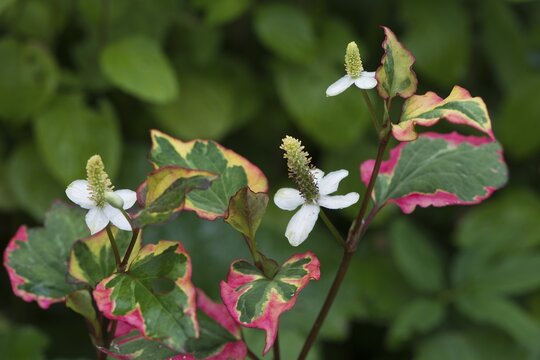 Chameleon plant (Houttuynia cordata), Emsland, Lower Saxony, Germany