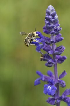 European wool carder bee (Anthidium manicatum) on sage (Salvia), Emsland, Lower Saxony, Germany