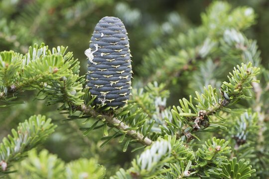 Korean fir (Abies koreana), Emsland, Lower Saxony, Germany