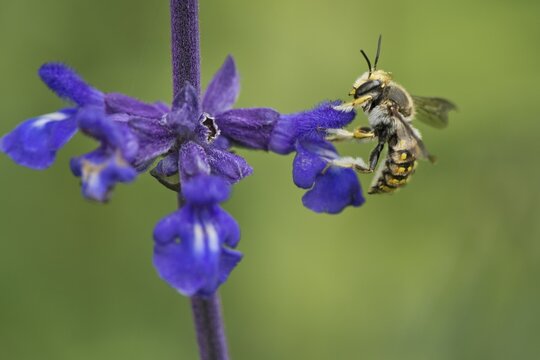European wool carder bee (Anthidium manicatum) on sage (Salvia), Emsland, Lower Saxony, Germany
