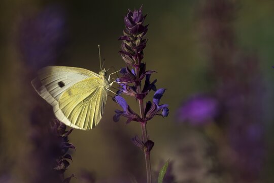 Cabbage butterfly (Pieris brassicae) on sage blossom, Hesse, Germany