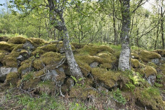 Mossy boulder wall with birch (Betula pendula), Kvaloya, Norway