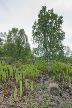 Ostrich fern (Matheucia strutiopteris), Lofoten, Norway