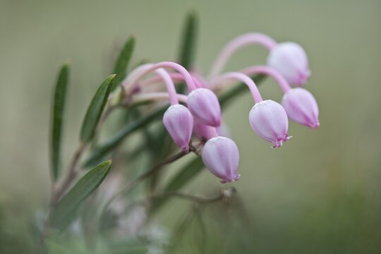 Rosemary heather (Andromeda polifolia), Lofoten, Norway