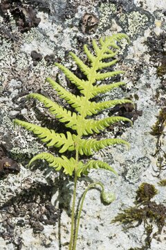 Oak fern (Gymnocarpium dryopteris), Lofoten, Norway