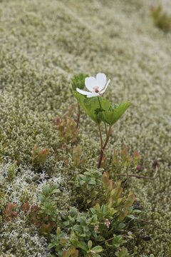 Cloudberry (Rubus chamaemorus), Lofoten, Norway