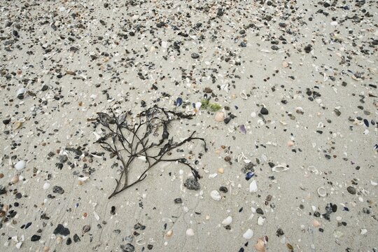 Bladderwrack (Fucus vesiculosus) and mussels on the beach, Lofoten, Norway