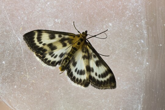 Anania hortulata (Eurrhypara hortulata), Hesse, Germany