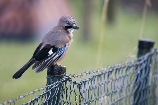 Eurasian Jay (Garrulus glandarius) sitting on fence post, Hesse, Germany