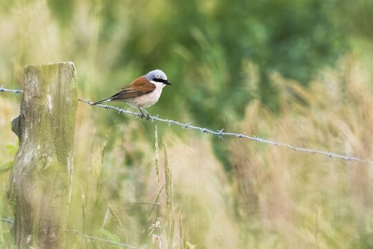 Red-backed shrike (Lanius collurio), male, sitting on barbed wire fence, Meerbruchwiesen, Steinhuder Meer, Lower Saxony