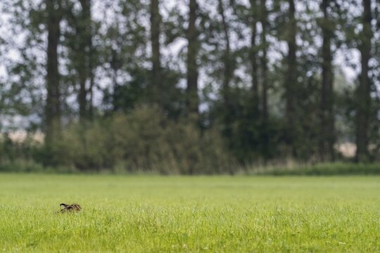 European hare (Lepus europaeus), hidden in meadow, Hesse, Germany