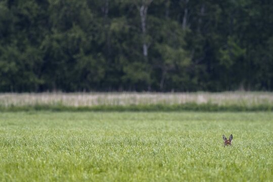 Head of a european roe deers (Capreolus capreolus) in a meadow, Hesse, Germany