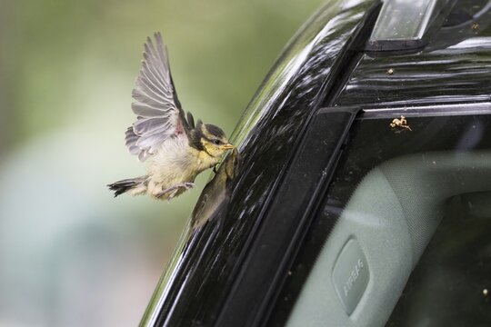 Blue Tit (Parus caeruleus), young bird, flies against car body, Hesse, Germany
