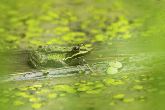 Edible Frog (Rana esculenta) on deadwood in the water, Hesse, Germany