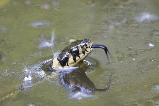 Grass snake (Natrix natrix), tonguing, animal portrait, Hesse, Germany
