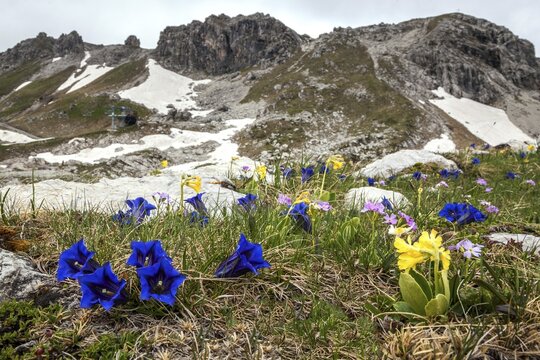 Pebble bell gentian, also stemless gentian (Gentiana acaulis) and auricula (Primula auricula) or alpine auricula, at the back Hindelanger Klettersteig on the Nebelhorn, Oberstdorf, Oberallg&auml;u, Allg&auml;u, Bavaria, Germany