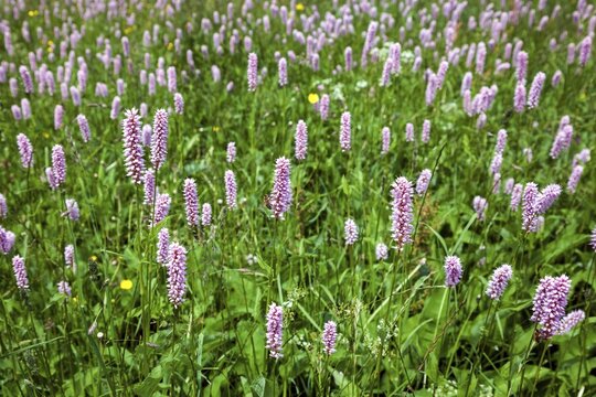 Snake knotweed (Bistorta officinalis), Oberstdorf, Oberallg&auml;u, Allg&auml;u, Bavaria, Germany